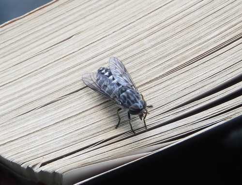 Hybomitra astuta observed 2017-08-09