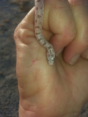 Phyllorhynchus decurtatus