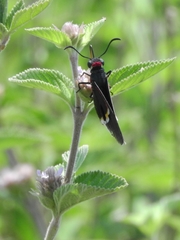 Mysoria barcastus