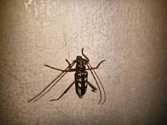 Eburia decemmaculata