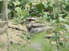 Hydropsalis climacocerca