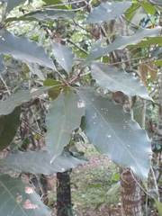 Quercus xalapensis