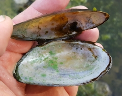 Strophitus undulatus