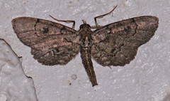 Tornos punctata