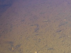 Catostomus commersonii