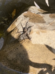 Dolomedes gertschi