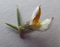 Aspalathus glossoides