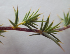 Aspalathus glossoides