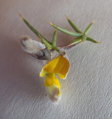 Aspalathus glossoides