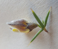 Aspalathus glossoides