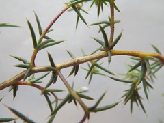 Aspalathus glossoides