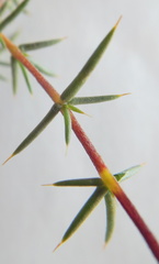 Aspalathus glossoides