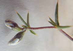 Aspalathus glossoides