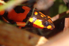 Oophaga histrionica