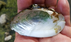 Alasmidonta undulata