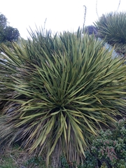 Aciphylla aurea