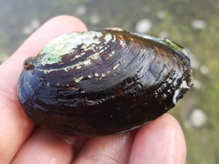 Alasmidonta undulata