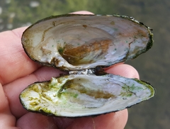 Alasmidonta undulata