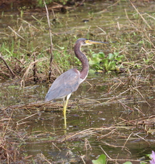 Egretta tricolor image