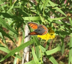 Lycaena phlaeas hypophlaeas