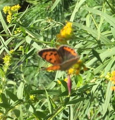 Lycaena phlaeas hypophlaeas
