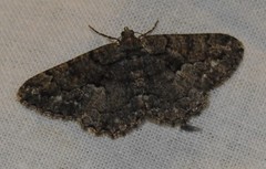 Peribatodes ilicaria