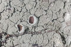 Xanthoparmelia plittii