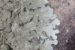 Xanthoparmelia plittii