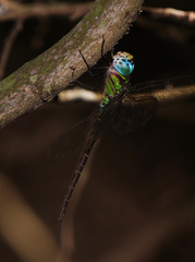 Triacanthagyna caribbea