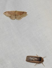 Ochropleura leucogaster