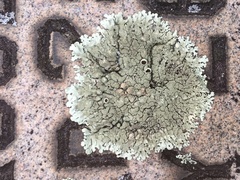 Xanthoparmelia plittii