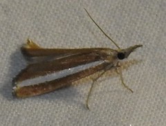Agriphila latistria