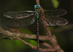 Triacanthagyna caribbea