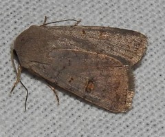Caradrina proxima