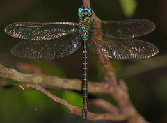 Triacanthagyna caribbea