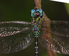 Triacanthagyna caribbea