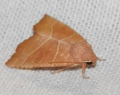 Atethmia algirica