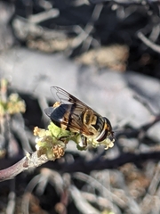 Copestylum apiciferum