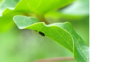 Periphyllus testudinaceus