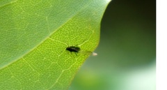 Periphyllus testudinaceus