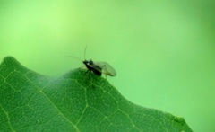 Periphyllus testudinaceus