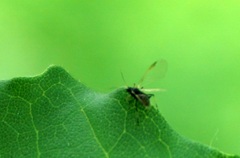 Periphyllus testudinaceus