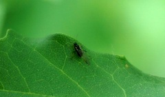 Periphyllus testudinaceus