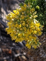 Xylothamia diffusa