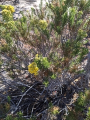 Xylothamia diffusa