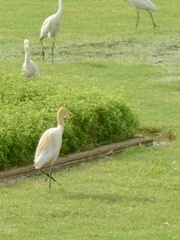 Bubulcus ibis