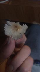 Basidiomycota