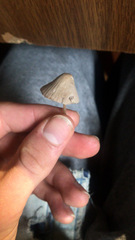 Basidiomycota