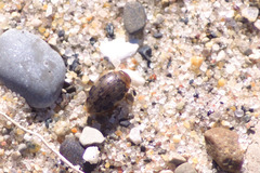 Laccophilus maculosus