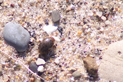 Laccophilus maculosus